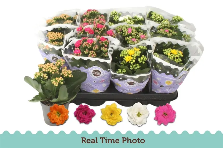 Kalanchoe Calandiva mix črepník 9 cm