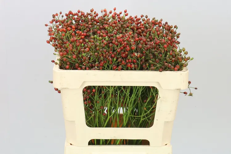 Rozenbottel Mag Red Cascade 50 cm