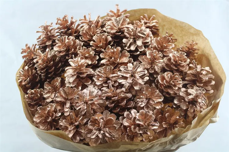 Pine Cone Champange Out Gl, sušené 50 cm