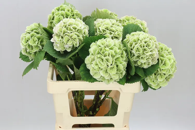 Hyd Lolly Pop Green Classic 60 cm