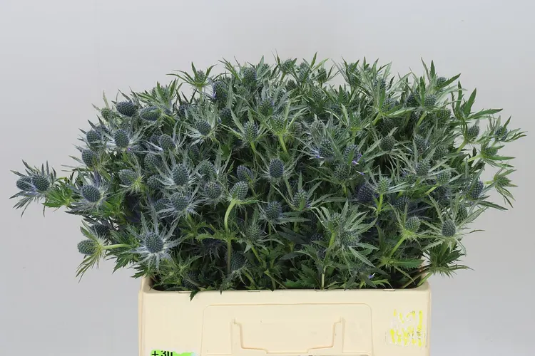 Eryngium Blue Lagoon 60 cm