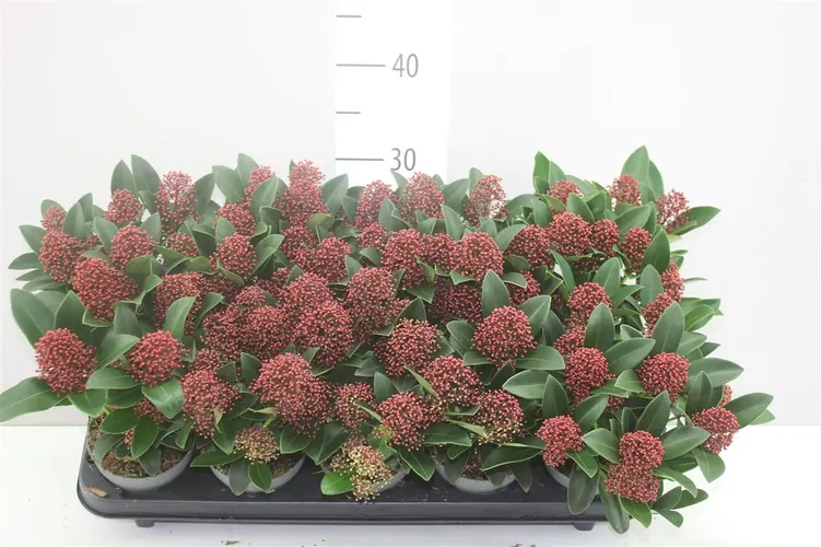 Skimmia Rubella 7+ črepník 10,5 cm