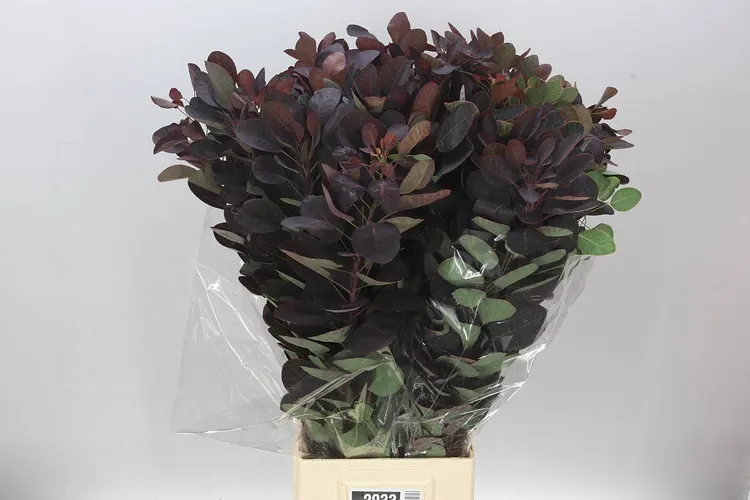Cotinus By The Bunch 65 cm
