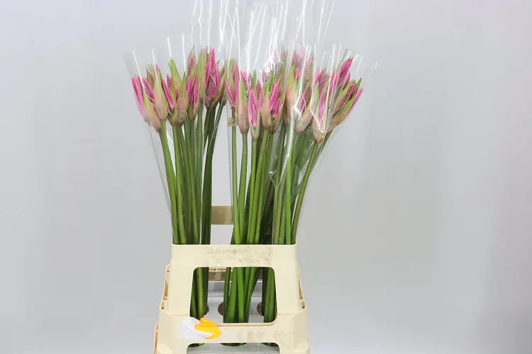 Amarine Paris 70 cm