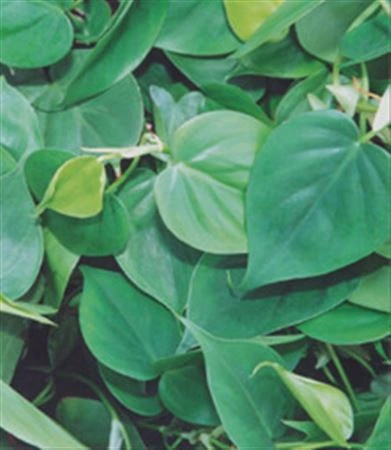 Philodendron Scandens, závesný črepník črepník 15 cm