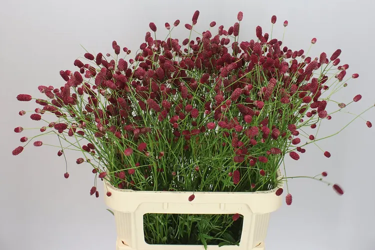 Sanguisorba Off Arnhem 90 cm