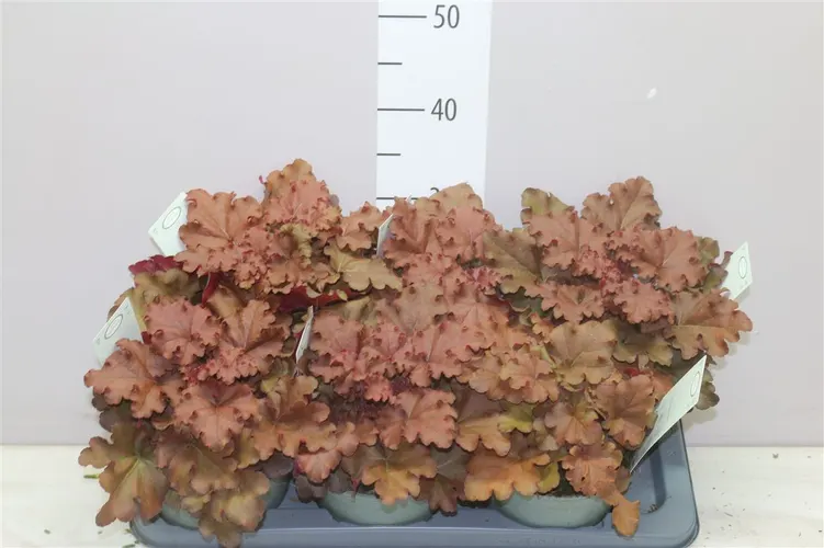 Heuchera Indian Summer Cranberry črepník 17 cm