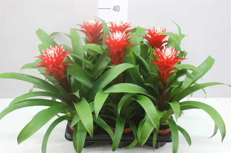 Guzmania Hope črepník 12 cm