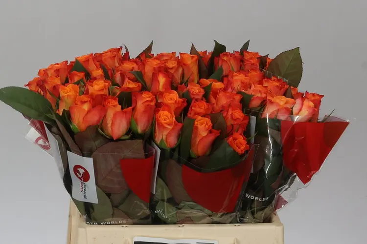 Ruža Mariyo 60 cm