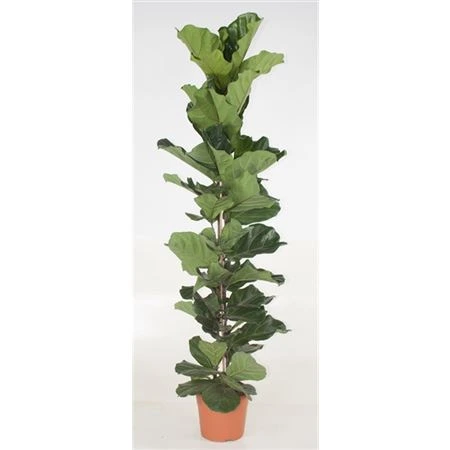 Fikusy (Ficus)