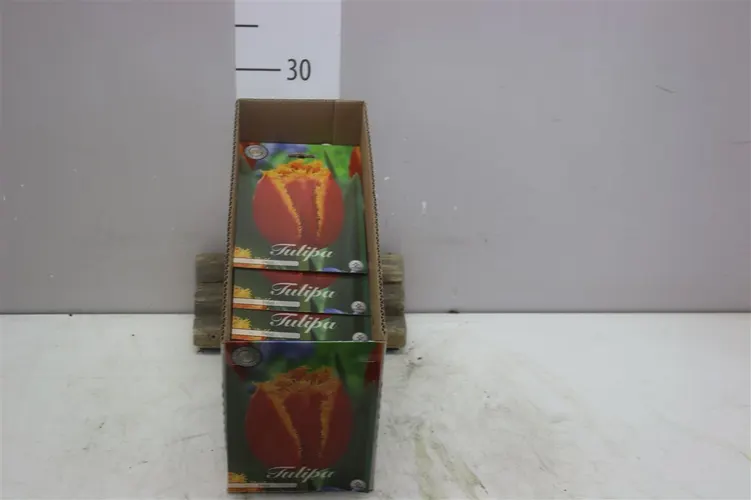 Bol Tulp Fringed Fabio X7