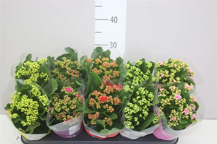Kalanchoe Calandiva mix črepník 12 cm