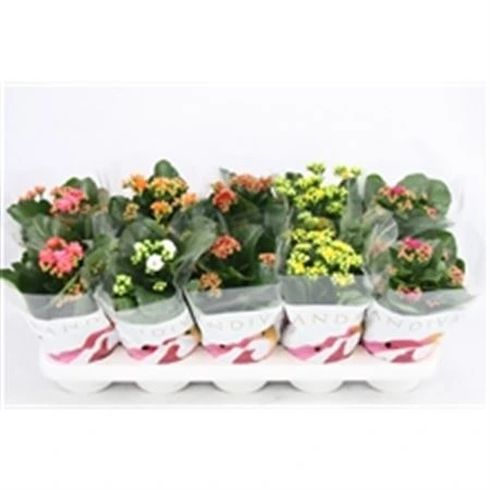 Kalanchoe Calandiva mix črepník 12 cm