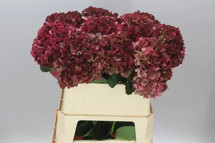 Hyd Ruby Pink Classic 80 cm
