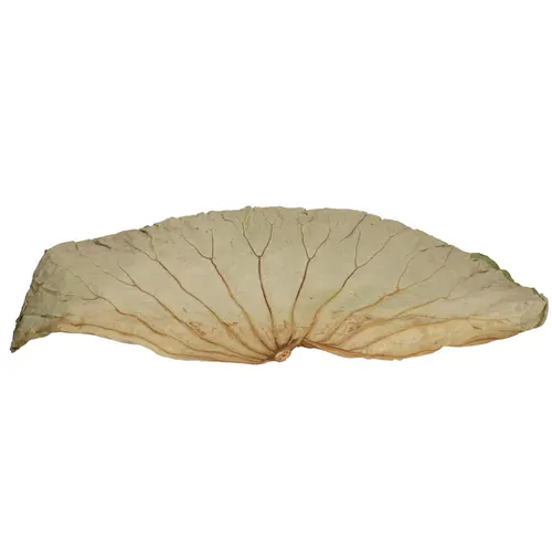 Sušený materiál Lotus list zelená 60 × 35 cm