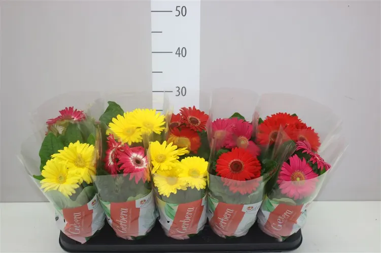 Gerbera C G mix 2+ črepník 12 cm