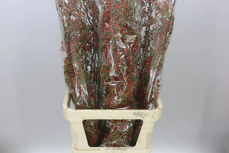 Šípky Corallo 100 cm