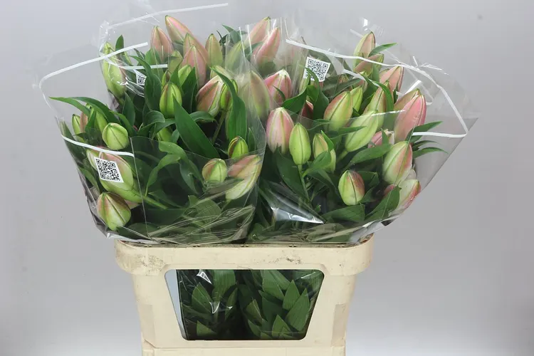 Ľalia orientálna Double Diamond 85 cm