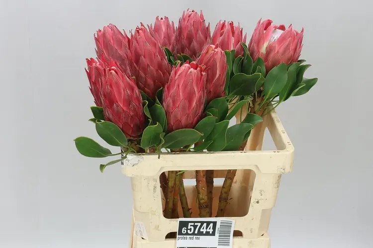 Protea Red Rex 60 cm