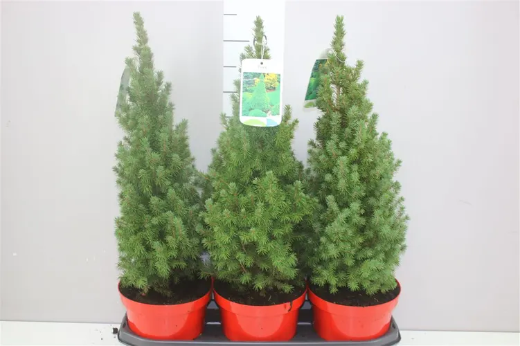 Picea Gl Perfecta Rode Ompot črepník 19 cm