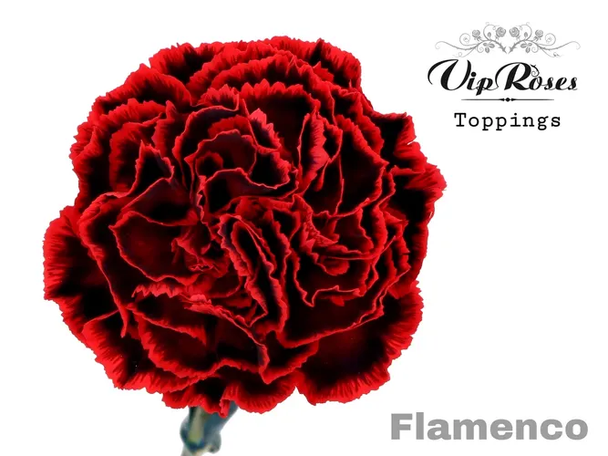 Di St Flamenco 60 cm