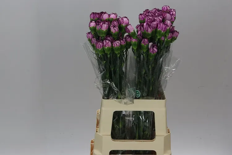 Karafiáty (Carnation)