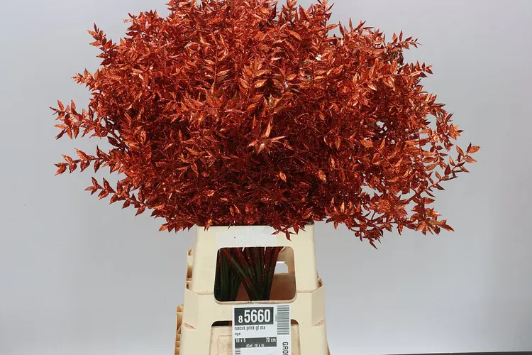 Ruskus Prick Gl Orange 70 cm