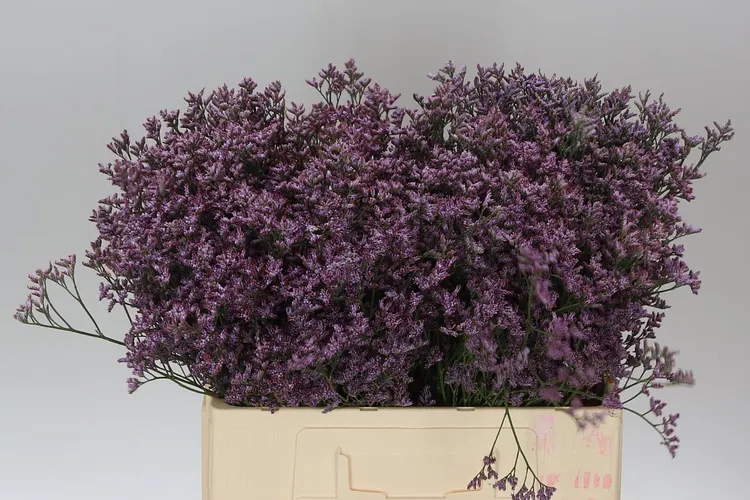 Lim. Saf Lilac 60 cm