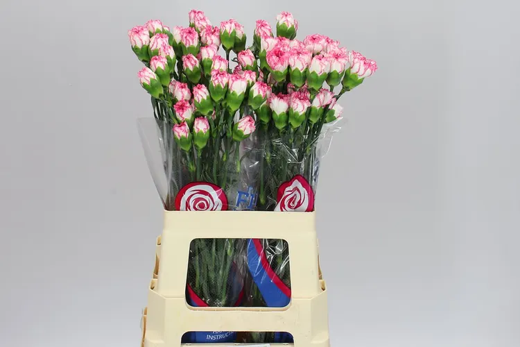Karafiát Komachi 65 cm