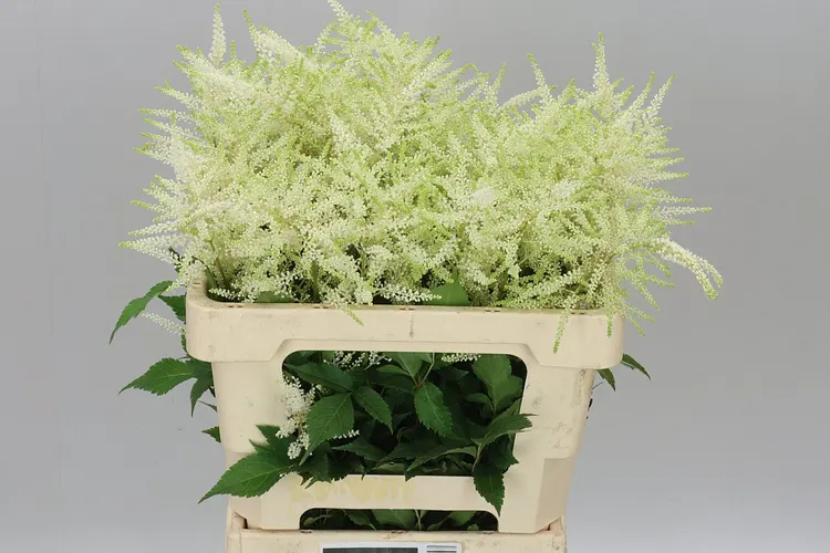 Astilbe Washingthon 60 cm