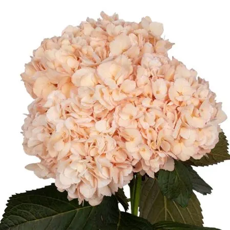 Hortenzie v krabici (Hydrangea Box)