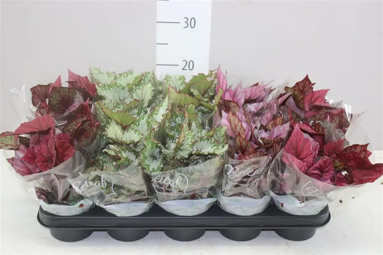 Begonia Blad Beleaf Gemengd črepník 12 cm