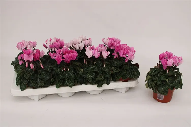 Cyclamen Kl Crayon Violet črepník 10,5 cm