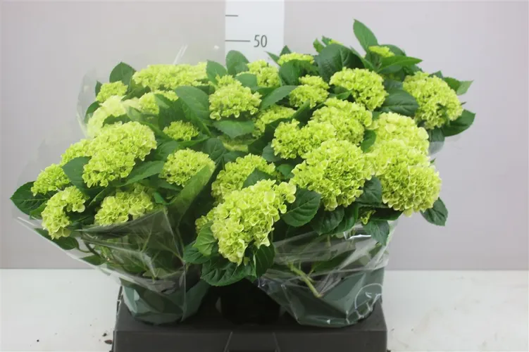 Hydrangea Hi White Sun 7+ črepník 14 cm