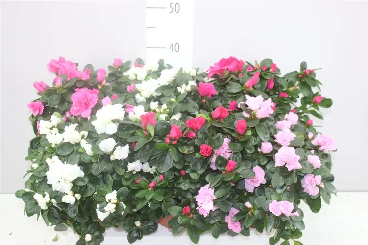 Azalka mix črepník 14 cm