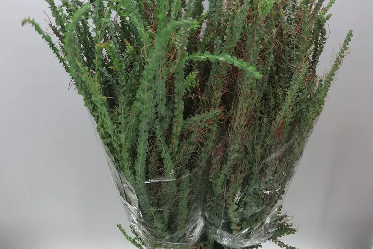 Mimosa Balejana Xxl 100 cm