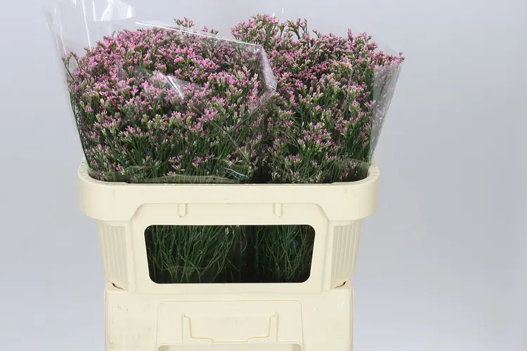 Limónium Sin Blush Dia 70 cm