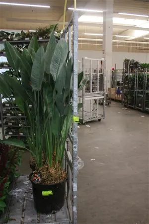 Strelitzia Reginea A2 črepník 40 cm
