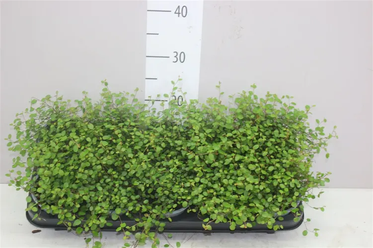 Muehlenbeckia črepník 11 cm
