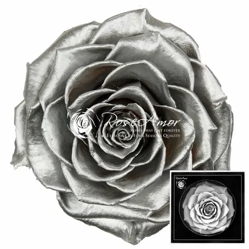 Pres. Bonita Metallic Silver Whi04