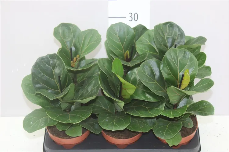 Fikus Lyrata črepník 12 cm