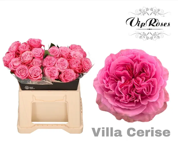 R Gr Villa Cerise 40 cm