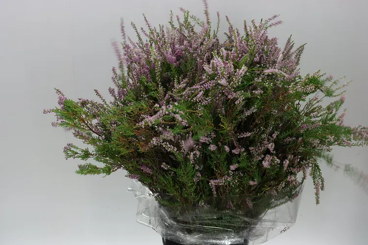 Erica Pink 60 cm