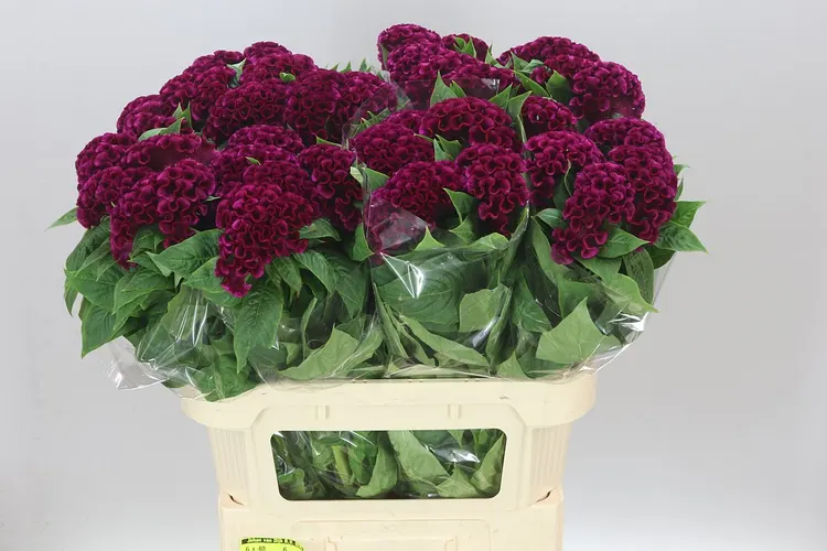 Celosia / Celózie (hlavný sklad)