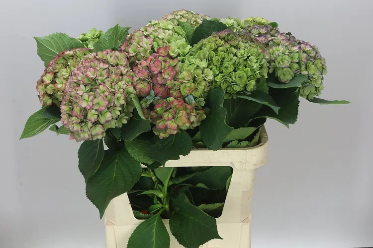 Hortenzia Majestic Classic 80 cm