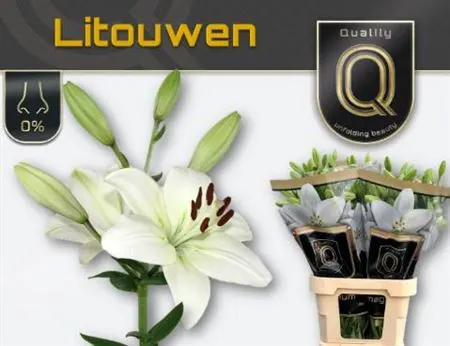 Lil La Litouwen 90 cm