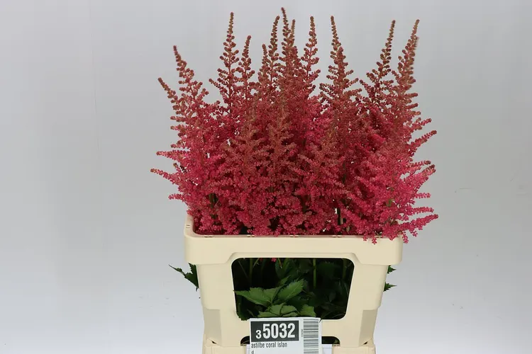 Astilbe Coral Island 60 cm