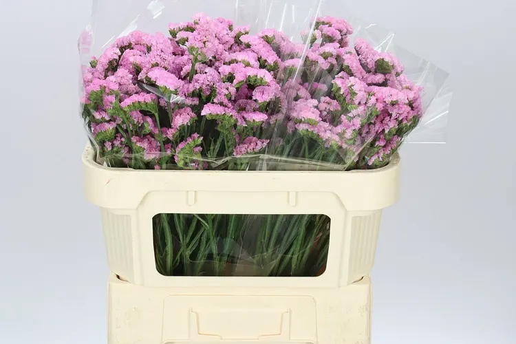 Limónium S Light Pink 70 cm
