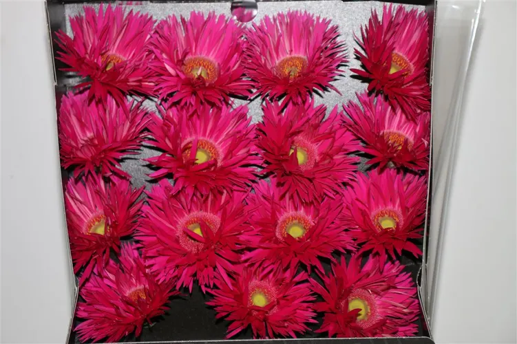Gerbera Diamond Spider Kaa 55 cm