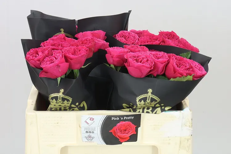 Rosa Gar Pink & Pretty 50 cm